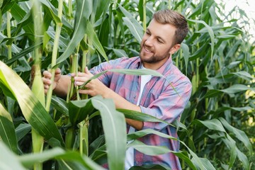 Agronomist holds tablet touch pad computer in the corn field and examining crops before harvesting. Agribusiness concept.