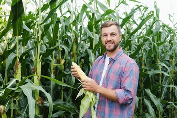 Young attractive man with beard checking corn cobs in field in late summer