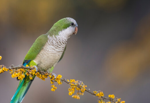 Parakeet perched on a branch of Calden , La Pampa, Patagonia, Argentina