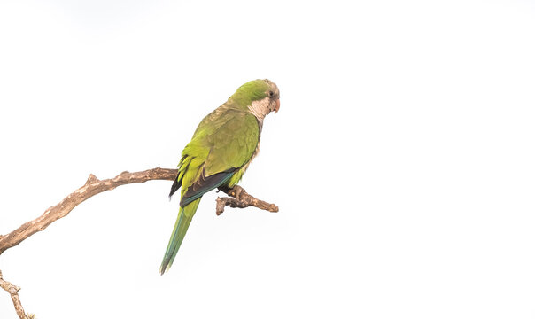 Parakeet perched on a branch of Calden , La Pampa, Patagonia, Argentina