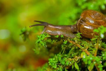 macro photo closeup of a snail. Snail burgundy on surface with moss and fungus. world like a snail © parianto