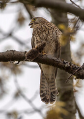 Falcon while hunting