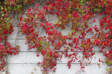 Red virginia creeper leaves - obrazy, fototapety, plakaty