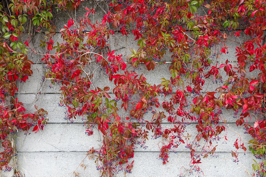Red virginia creeper leaves