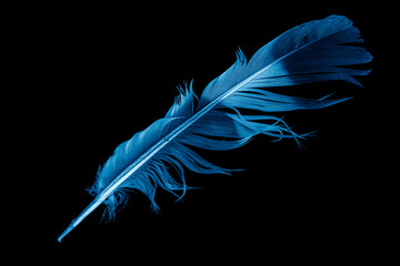 a blue dove feather on a black isolated background
