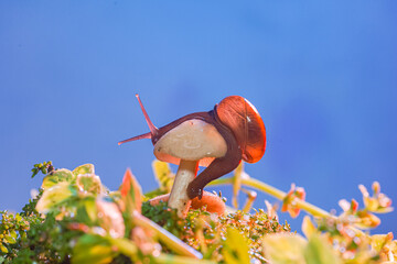 macro photo closeup of a snail. Snail burgundy on surface with moss and fungus. world like a snail
