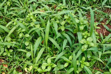Fototapeta premium Group of wild plants with lots of water drops after rain. close-up of water drops on a leaf of a wild plant.