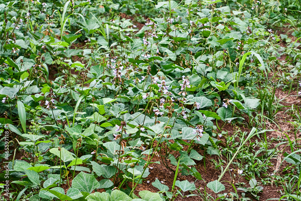 Wall mural fresh jicama garden in plantation. beautiful jicama blossom