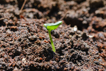 Young seedling of cucumber or zucchini sprouts in the garden.