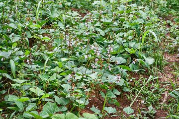Fresh jicama garden in plantation. beautiful jicama blossom