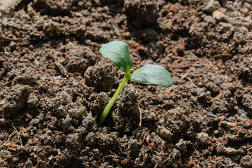 Young seedling of cucumber or zucchini sprouts in the garden.