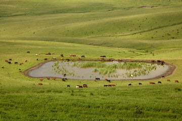 Fototapeta na wymiar large herd of cows and calves on green alpine meadows. Cows and bulls graze near a small lake. concept is cattle breeding.
