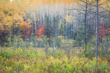 A stand of birch trees puts on a spectacular display of autumn color in a northern Wisconsin tamarack bog.
