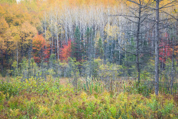 A stand of birch trees puts on a spectacular display of autumn color in a northern Wisconsin...