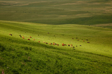 Obraz premium large herd of cows and calves on green alpine meadows. Cows and bulls graze near a small lake. concept is cattle breeding.