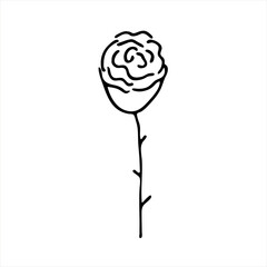 A painted Rose flower. Doodle style, black outline, drawing with floral floral elements, minimalism. Isolated. Vector illustration.