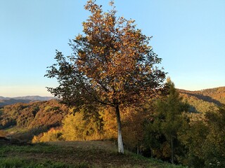 Fototapeta premium autumn landscape with trees