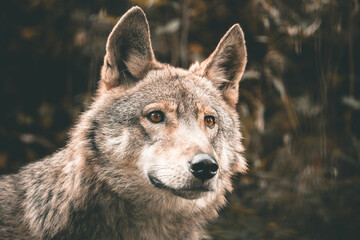 Close up shot on the face of a wolf in the bear park of the black forest