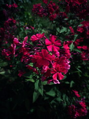 Flowers on a bush. Blooming phlox.