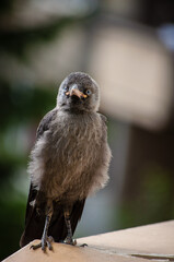 Curious baby Western Jackdaw with piercing blue eyes looking at the camera.