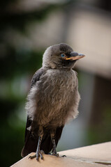Curious baby Western Jackdaw with piercing blue eyes looking at the camera.