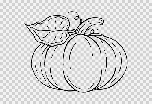 Outline pumpkin hand draw with brush style isolated on png or transparent texture,Halloween party background ,element template for poster,brochures, online advertising,vector illustration