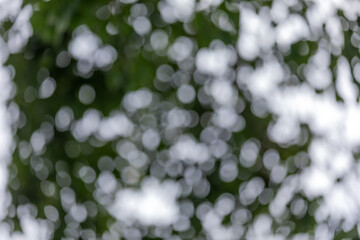 Abstract bokeh from light shining through leaves, blur wall, circle white bokeh