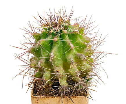 Cactus Copiapoa Cinerea Ssp. Dealbata (Latin Name), Birthplace of Chile, Fourteen Years Old. Can Serve as A Decoration for Any Collection. Cut On White Background