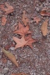 Tree leaves, natural textures.