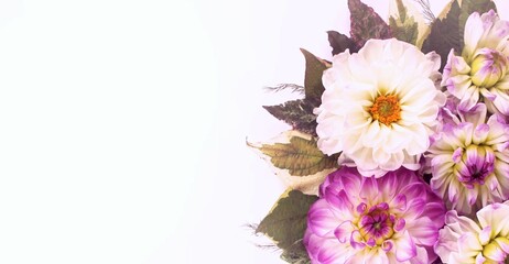 Pink flowers on a white background are the background for a greeting card. Festive flower arrangement with dahlias.