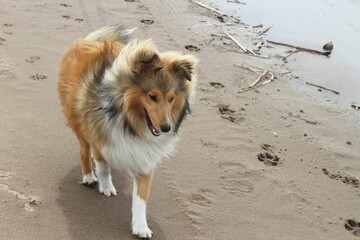 A collie dog walks on the riverbank. Fluffy beautiful beast. A pet.