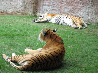 Tigres acostados y descansando, lomo rayado. NO a la caza y cautiverio de animales.