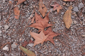 Tree leaves, natural textures.