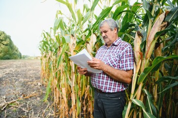 Farmer in the field checking corn plants during a sunny summer day, agriculture and food production concept