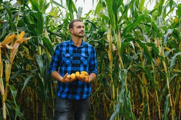 farmer inspecting corn cob at his field