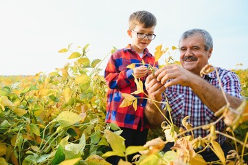 Family farming. Farmers grandfather with little grandson on soybean field. The grandfather teaches the grandson family business.