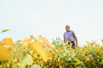 A farmer agronomist inspects soybeans growing in a field. Agriculture