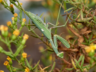 Giant African Mantis. Sphodromantis viridis 