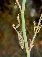 Giant African Mantis. Sphodromantis viridis 