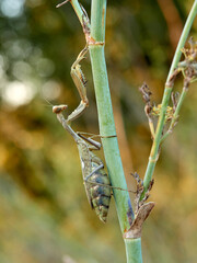 Giant African Mantis. Sphodromantis viridis 