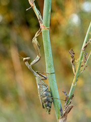 Giant African Mantis. Sphodromantis viridis 