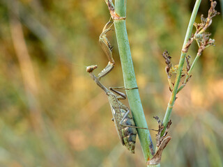 Giant African Mantis. Sphodromantis viridis 