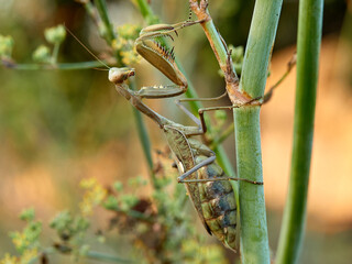 Giant African Mantis. Sphodromantis viridis 