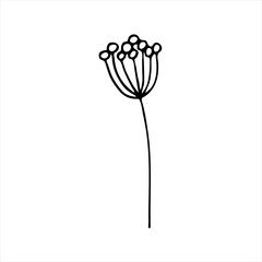 A painted hemlock flower. Doodle style, black outline, drawing with floral floral elements, minimalism. Isolated. Vector illustration.