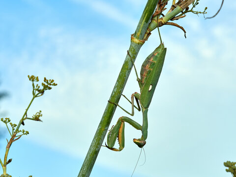 Giant African Mantis. Sphodromantis viridis 
