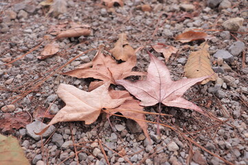 Tree leaves, natural textures.