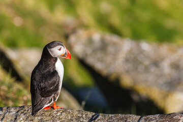 Beautiful Atlantic Puffin sitting on a rock in sunshine