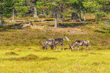 Reindeer on a bog at a ancient woodland in the north