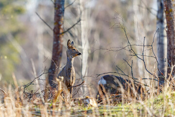 Vigilant Roe Deer standing and looking in the forest