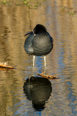 Common Coot resting in the water